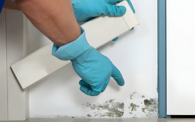 The Need for Mold Inspections Before Home Buying