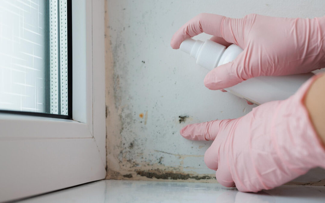 What Tools and Methods Are Used in a Mold Inspection Process