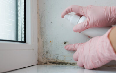 What Tools and Methods Are Used in a Mold Inspection Process